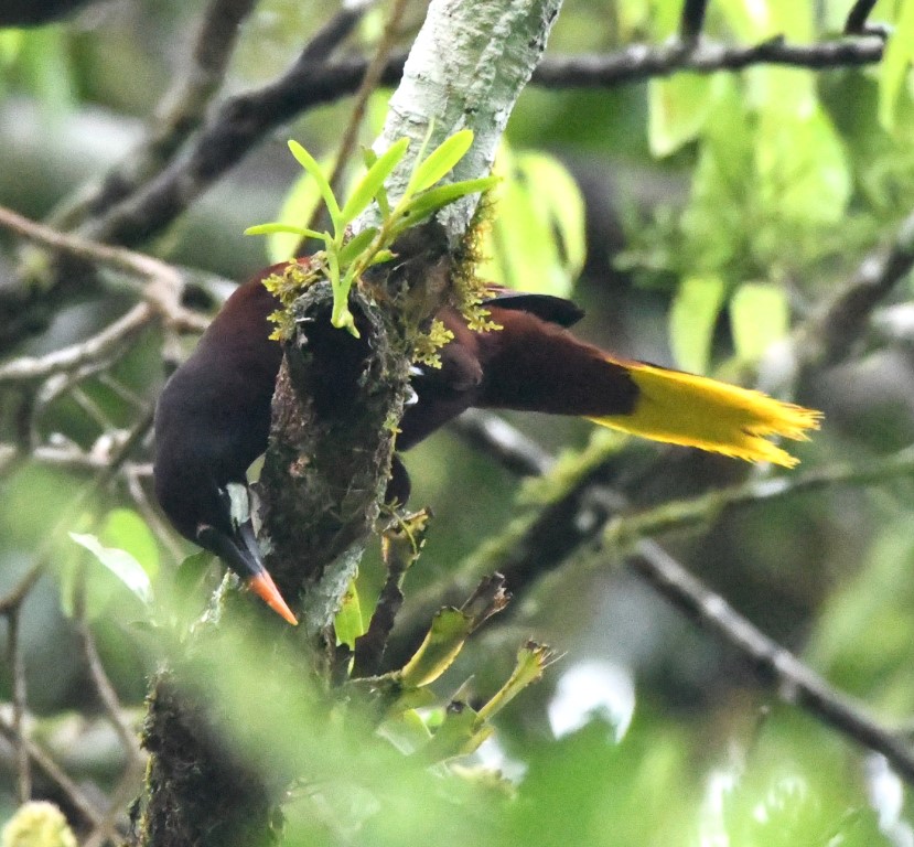 DSC_9747b.jpg