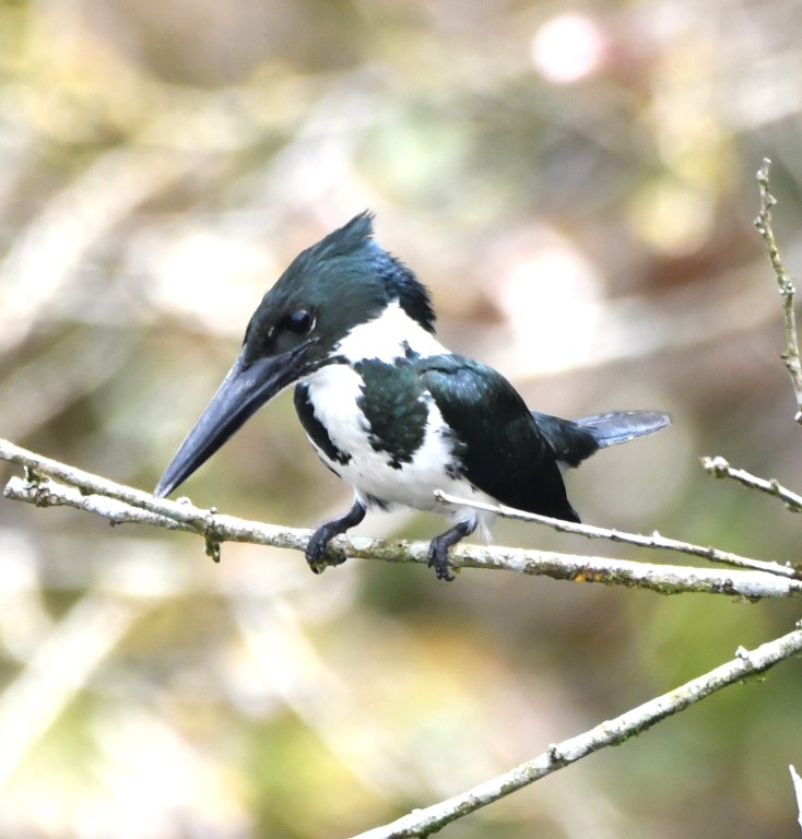 DSC_9936b.jpg