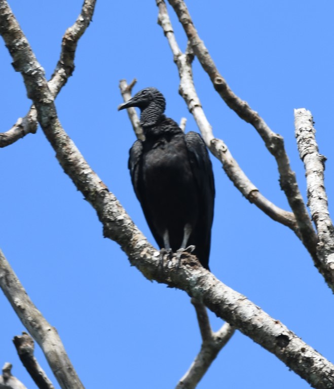 DSC_9957b.jpg