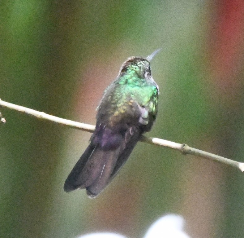 DSC_9984b.jpg