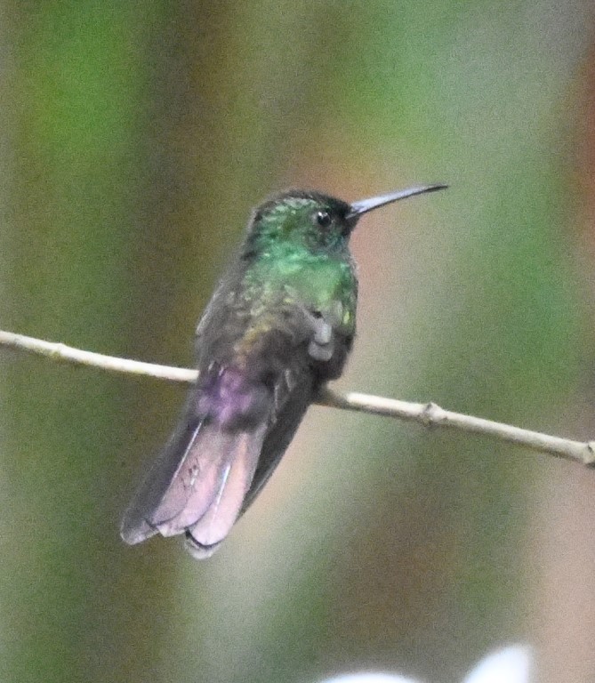 DSC_9989b.jpg