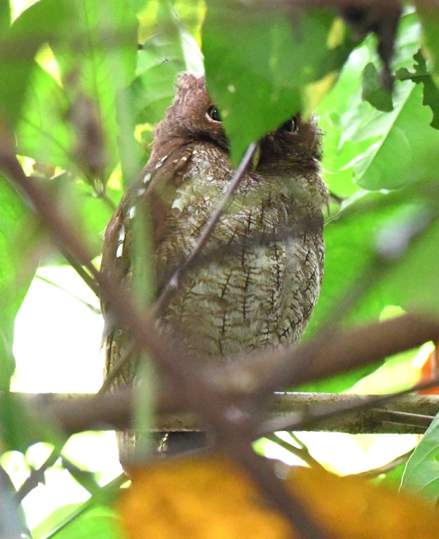 DSC_0042b.jpg