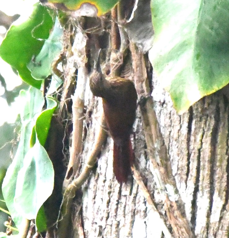 DSC_0333b.jpg