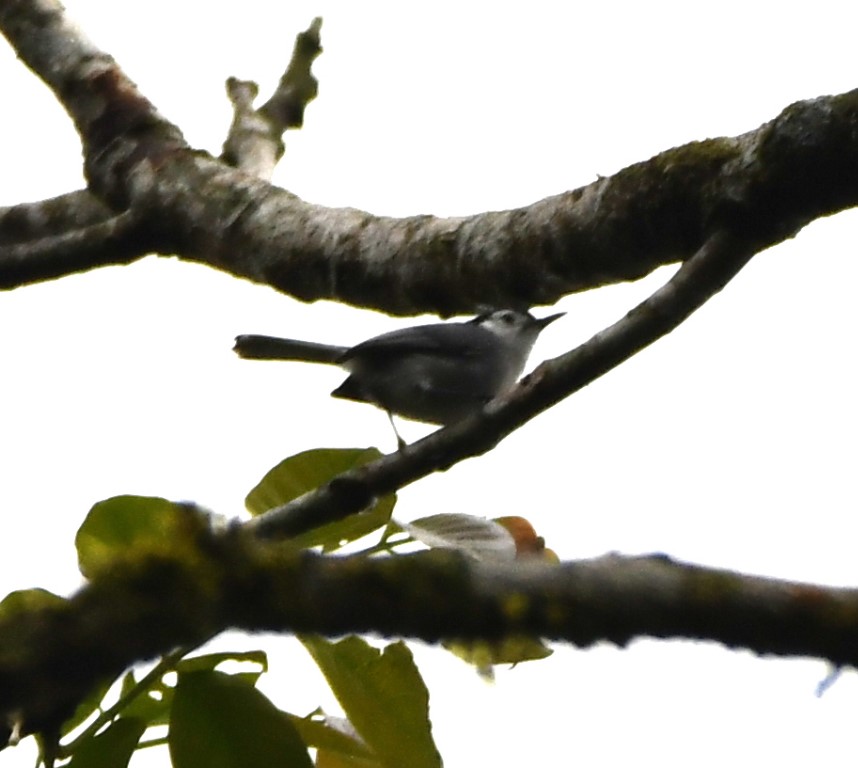 DSC_0397b.jpg