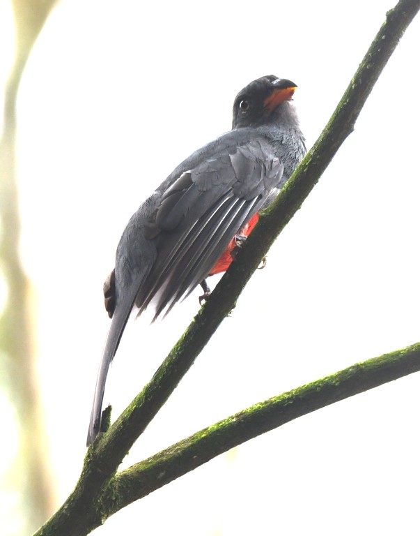 DSC_0412b.jpg