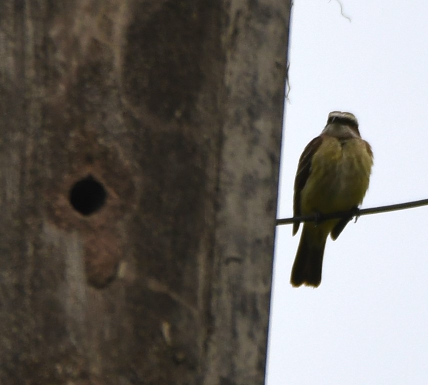 DSC_0424b.jpg