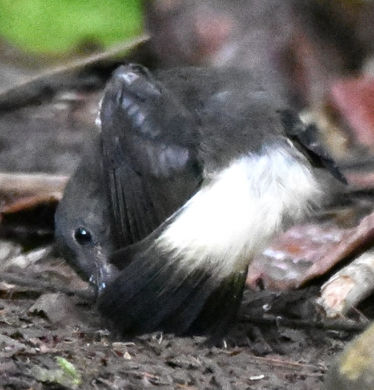 DSC_0453b.jpg