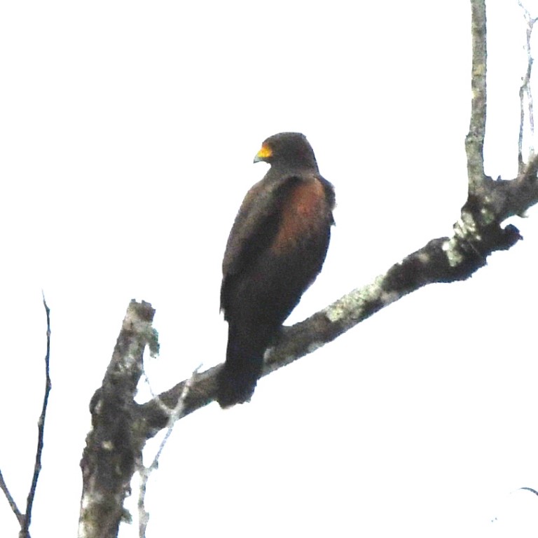 DSC_0487b.jpg