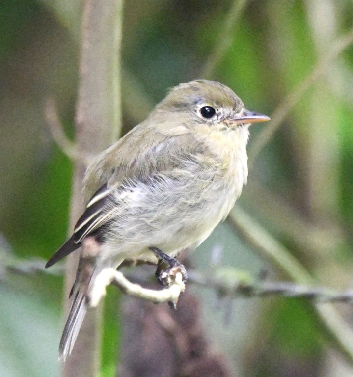 DSC_0493b.jpg