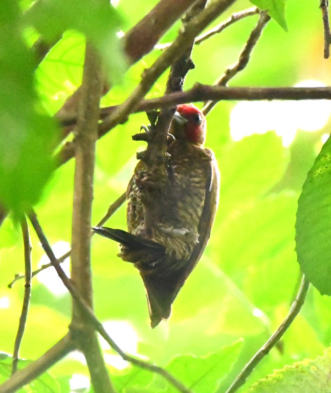DSC_0516b.jpg