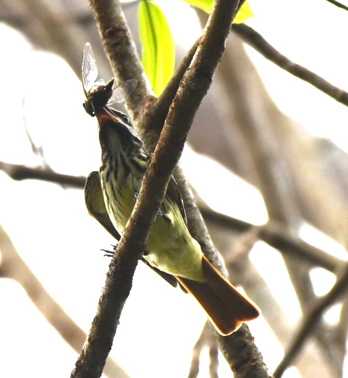 DSC_0645b.jpg
