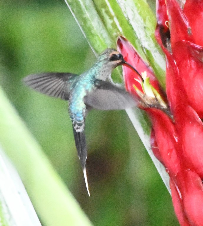 DSC_0871b.jpg