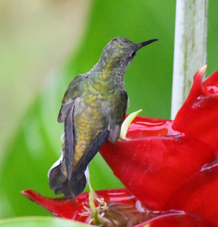 DSC_0889b.jpg