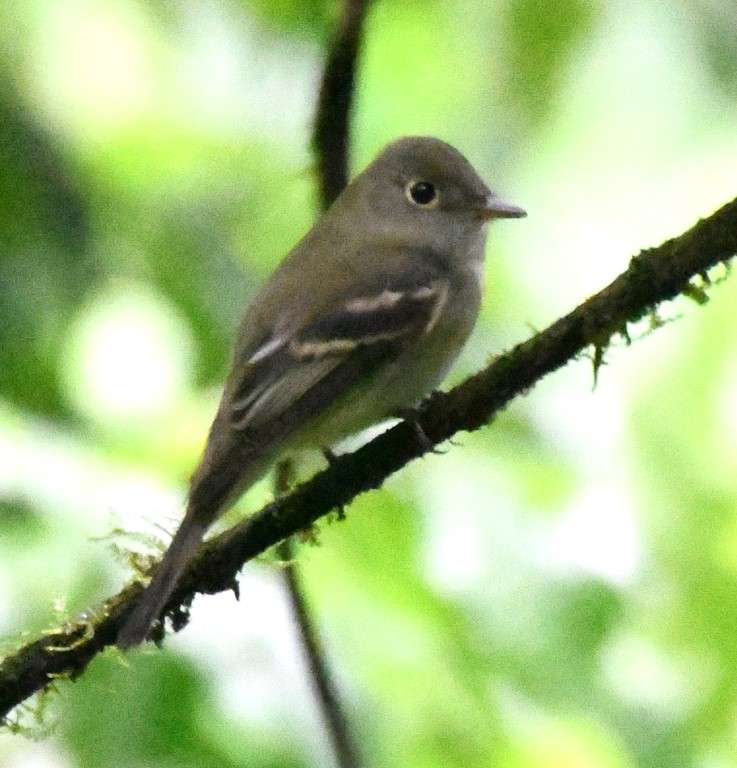 DSC_1109b.jpg