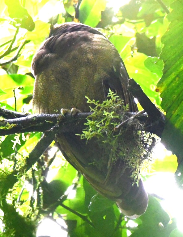 DSC_1131b.jpg