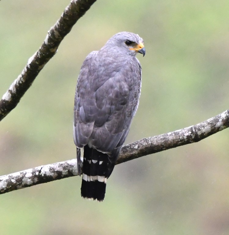 DSC_1164b.jpg