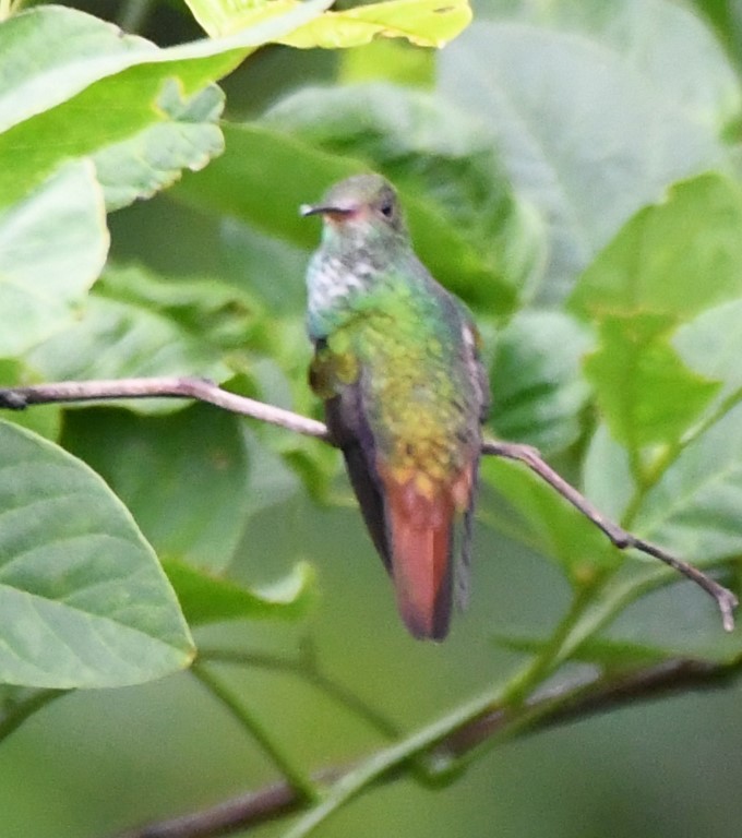 DSC_1262b.jpg