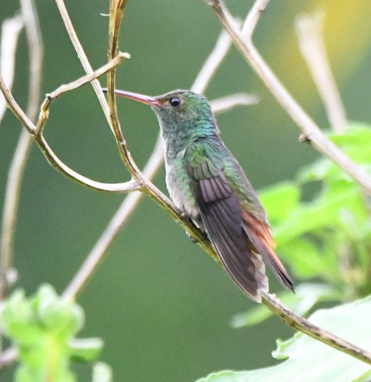 DSC_1328b.jpg