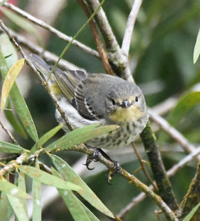 DSC_1362b.jpg