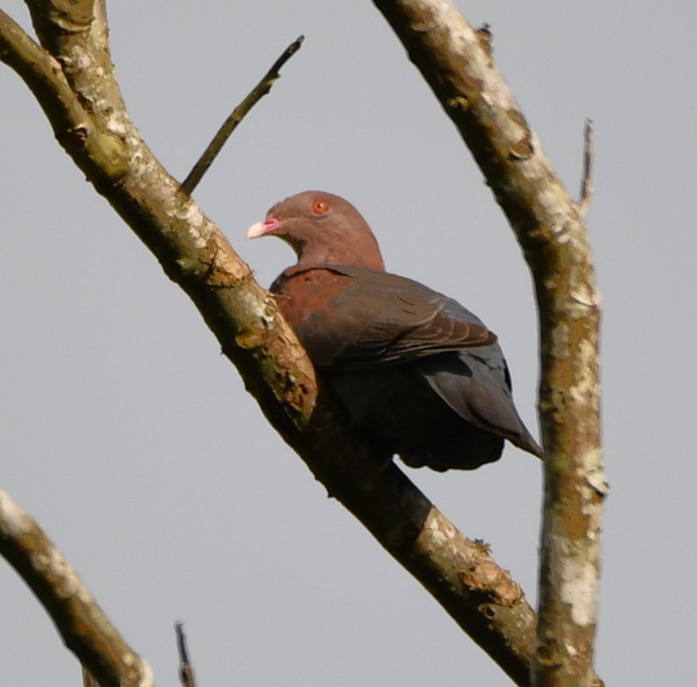 DSC_1395b.jpg