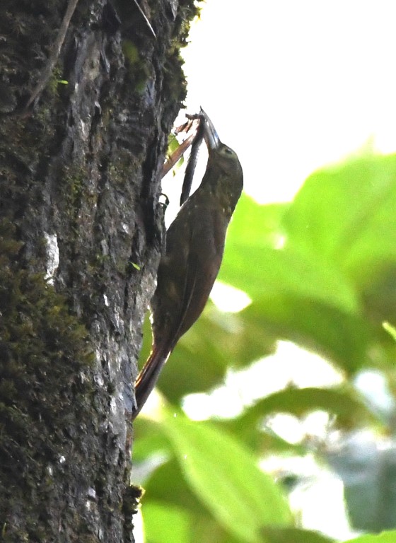 DSC_1428b.jpg