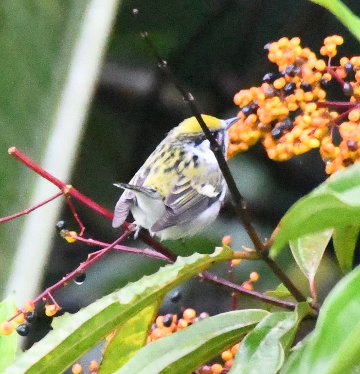 DSC_1533b.jpg
