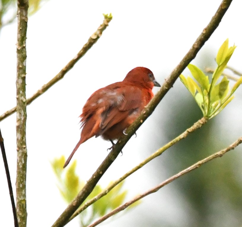 DSC_1536b.jpg