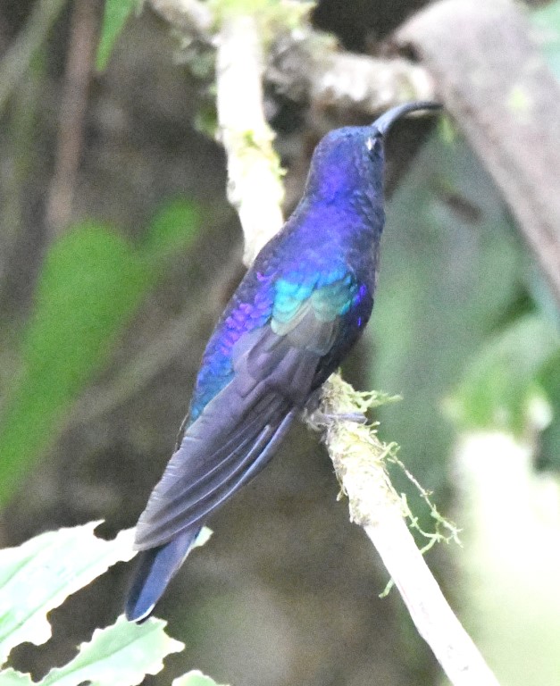 DSC_1653b.jpg