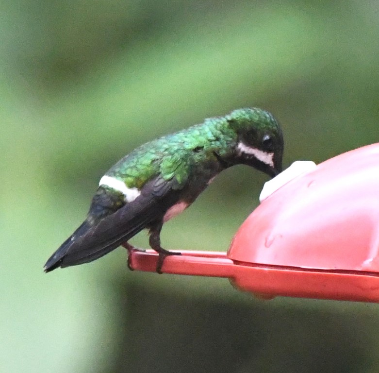 DSC_1732b.jpg