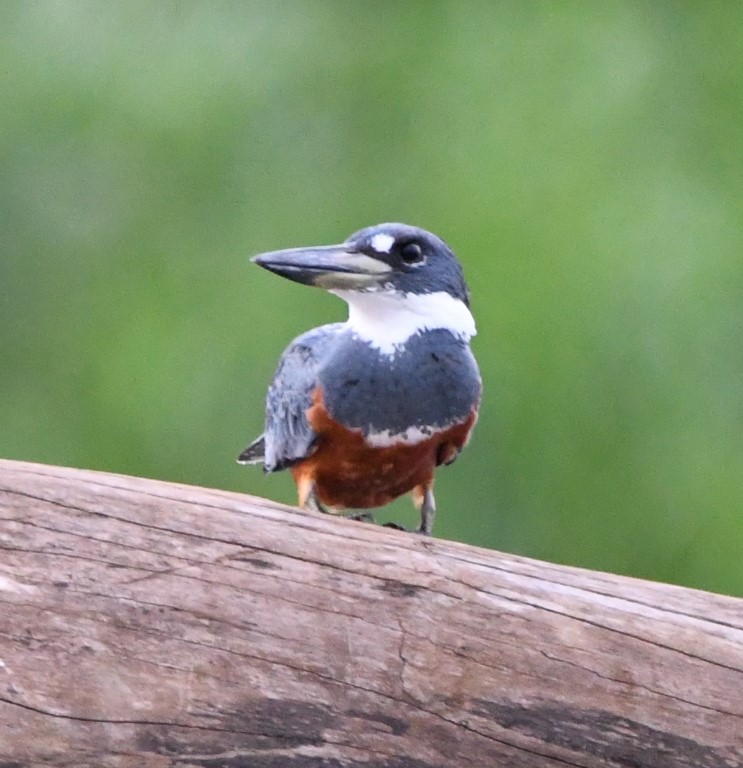 DSC_2125b.jpg