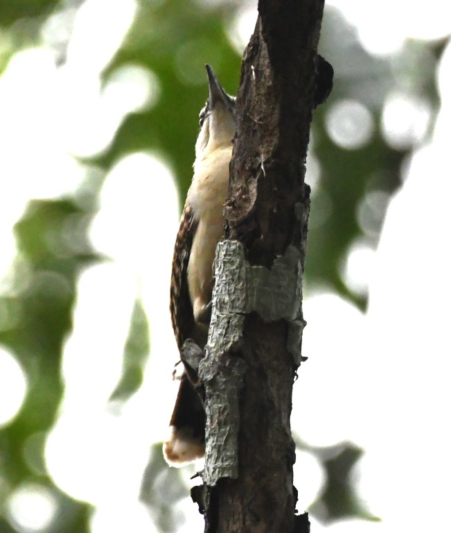 DSC_2170b.jpg