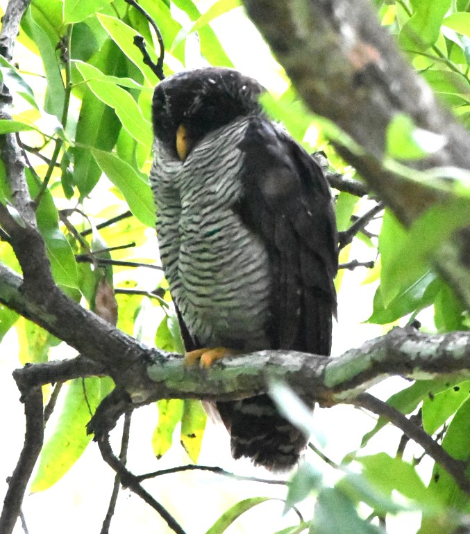 DSC_2181b.jpg