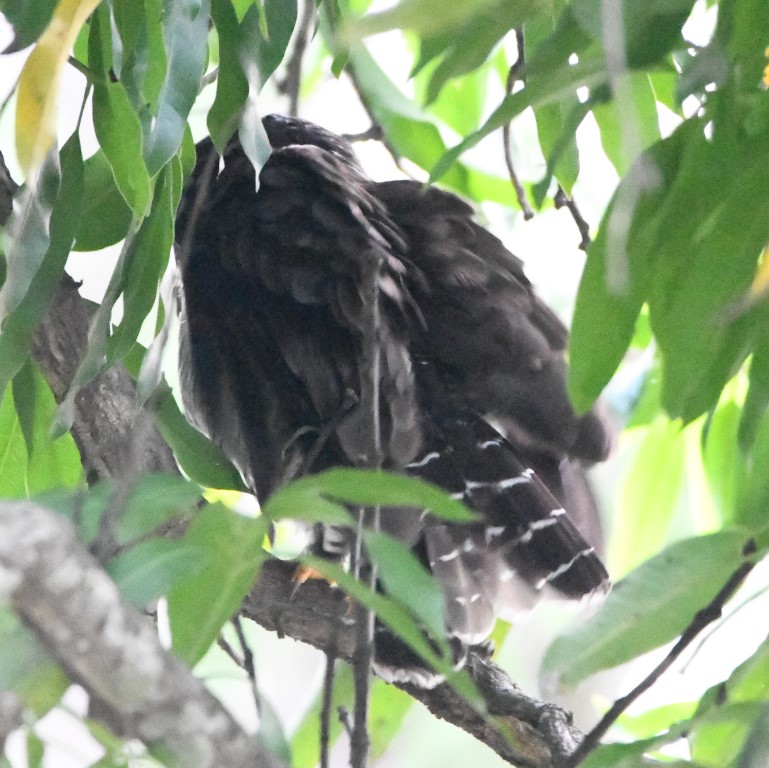 DSC_2205b.jpg
