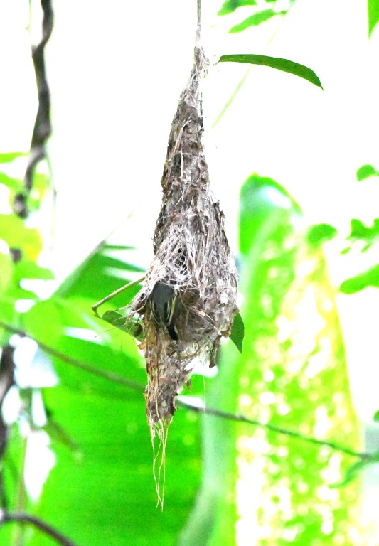 DSC_2271b.jpg