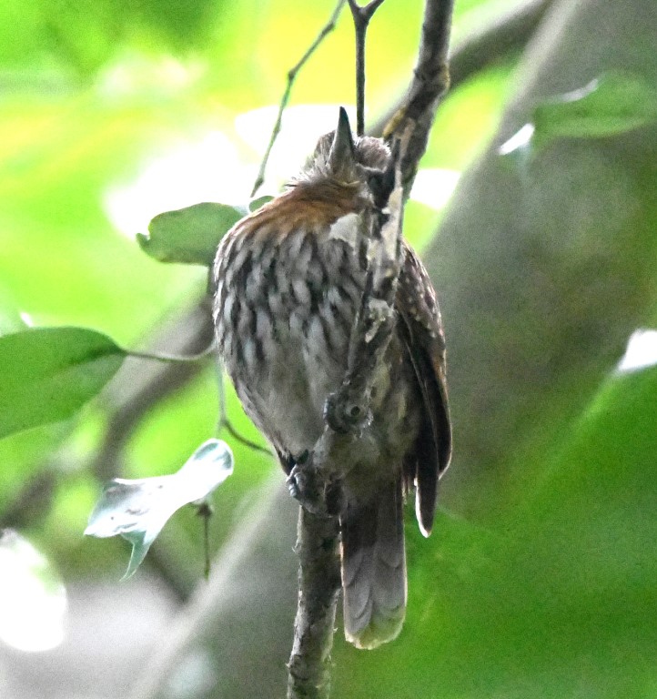 DSC_2305b.jpg