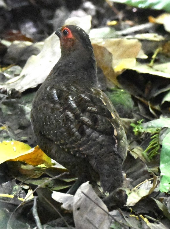 DSC_2531b.jpg