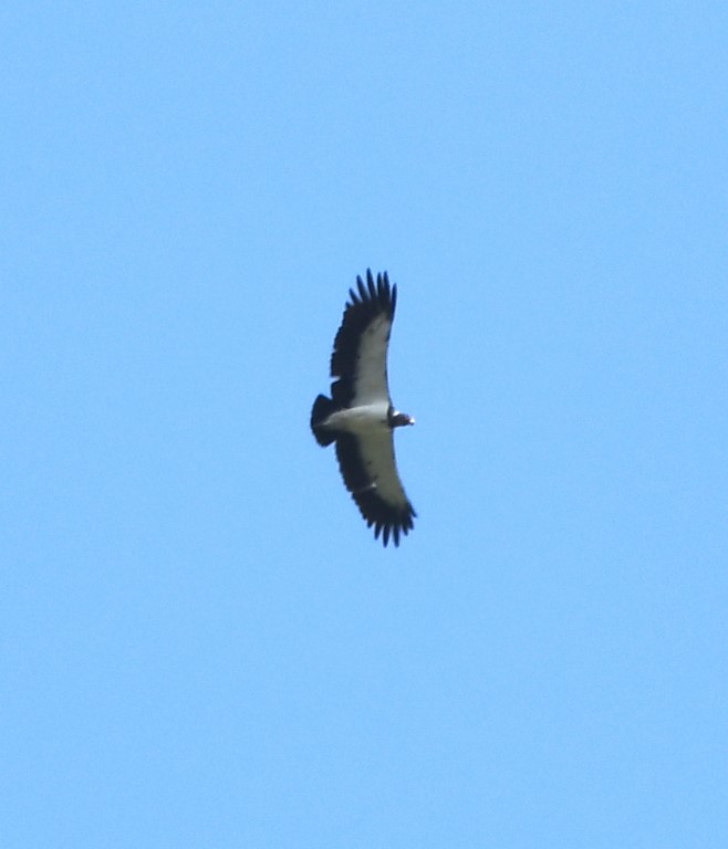 DSC_2584b.jpg