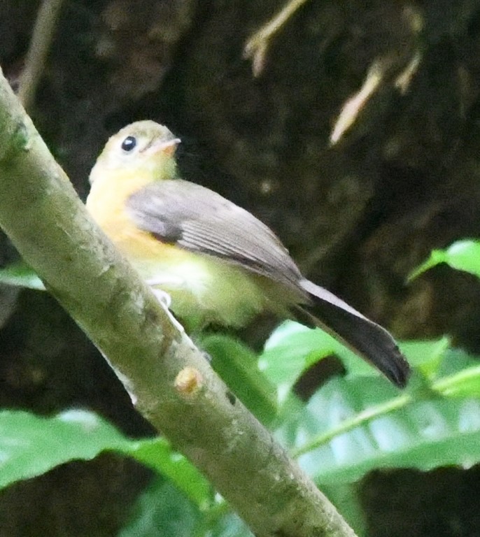 DSC_2660b.jpg