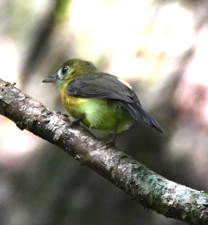 DSC_2663b.jpg