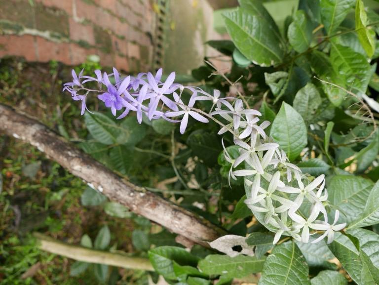 P1000609b.jpg