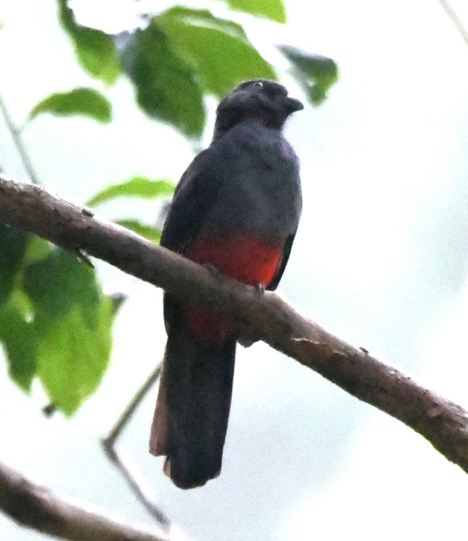 DSC_2816b.jpg