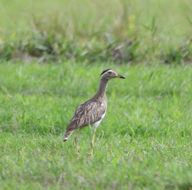 DSC_2875b.jpg