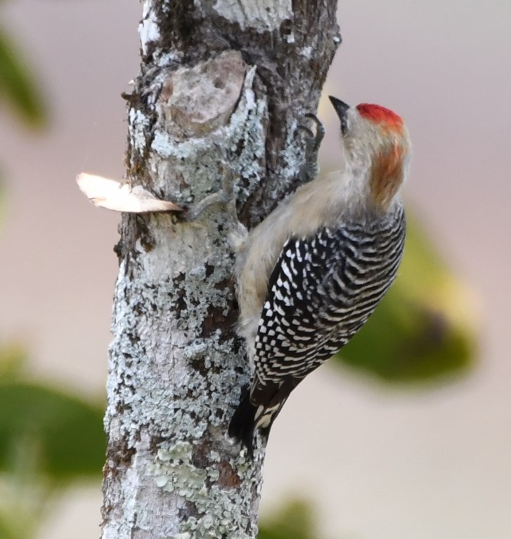 DSC_2907b.jpg