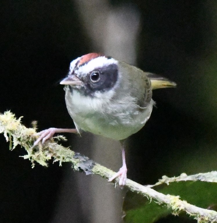 DSC_3157b.jpg