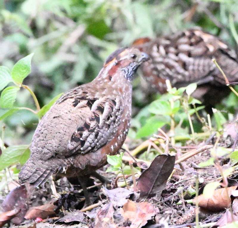 DSC_3381b.jpg