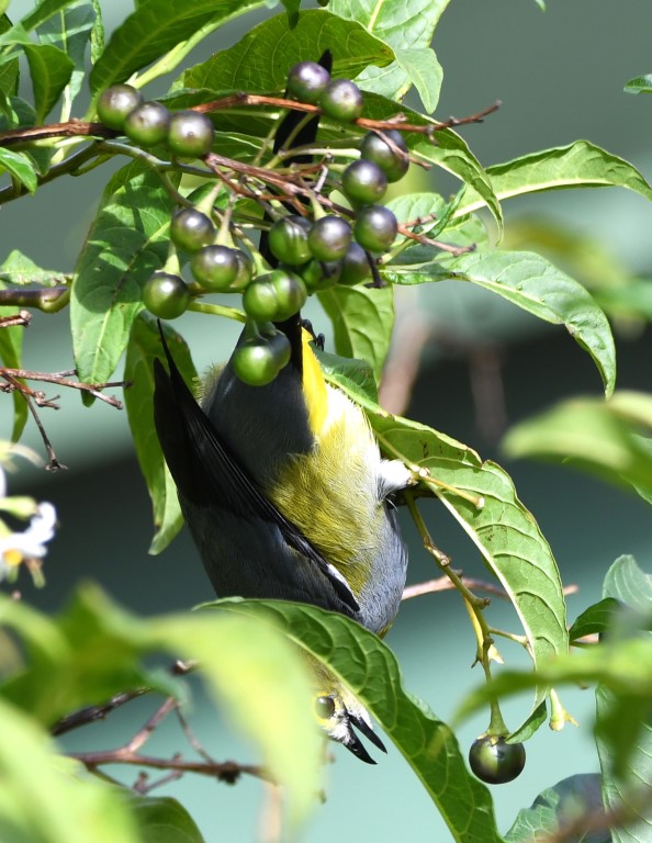 DSC_3491b.jpg
