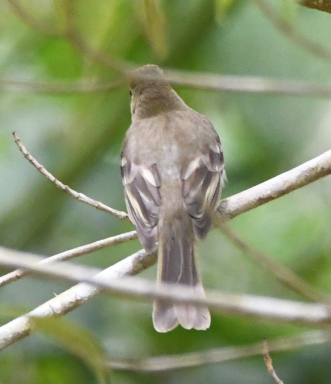 DSC_3660b.jpg