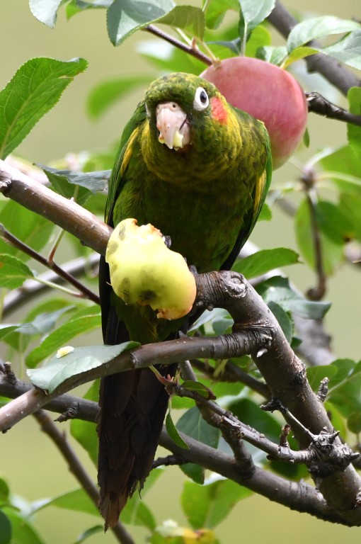 DSC_3705b.jpg