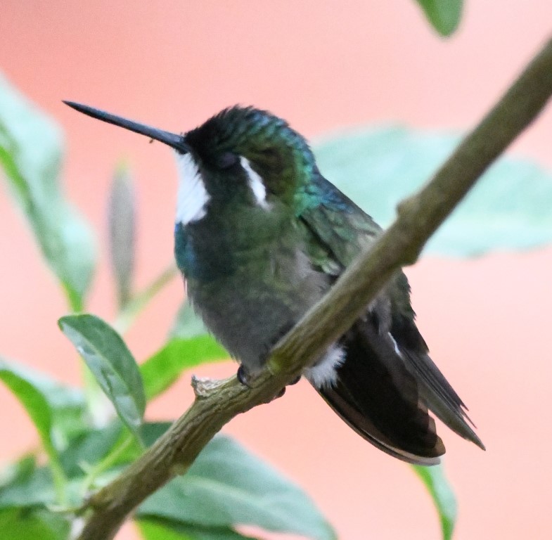 DSC_3941b.jpg