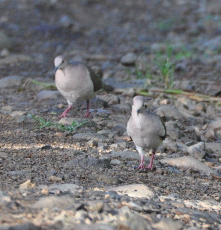 DSC_0210b.jpg